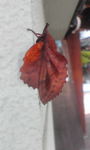 Image140.jpg