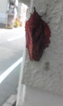 Image141.jpg
